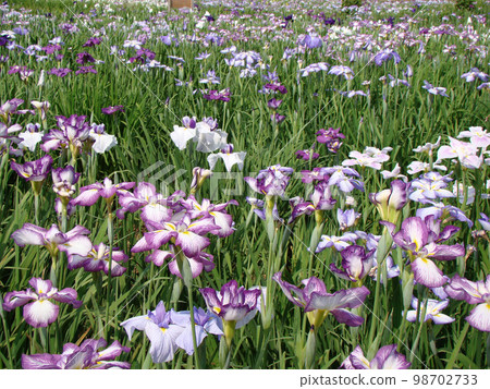 Iris flower Iris flower 98702733
