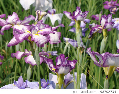 Iris flower Iris flower 98702734