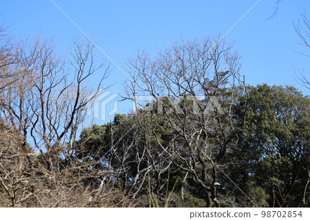 由於橡樹枯萎損壞而不得不放棄的樹木 由於橡樹枯萎損壞而不得不放棄的樹木 98702854