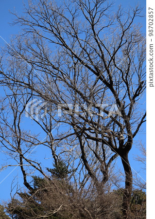 Trees that had to be abandoned due to oak wilt damage 98702857