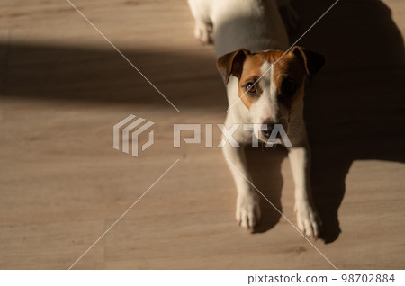 Top view of jack russell terrier dog on wooden floor.  98702884