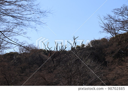 由於橡樹枯萎損壞而不得不放棄的樹木 98702885