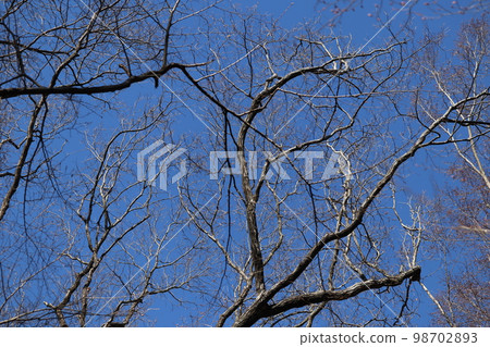 由於橡樹枯萎損壞而不得不放棄的樹木 98702893