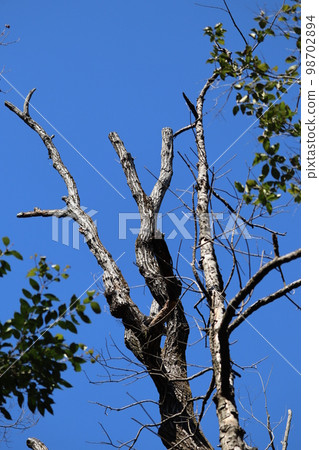 由於橡樹枯萎損壞而不得不放棄的樹木 98702894