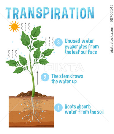 Diagram showing plant transpiration 98703143