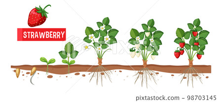 Strawberry Plant Growth Stages Strawberry Plant Growth Stages 98703145