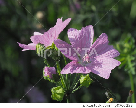 musk mallow bloom musk mallow bloom 98703252