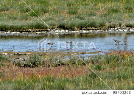 sandpipers and coral grass sandpipers and coral grass 98703268