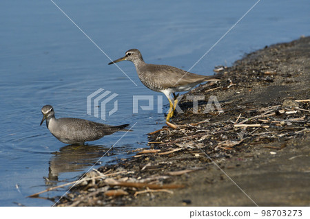 Couple of sandpipers Couple of sandpipers 98703273