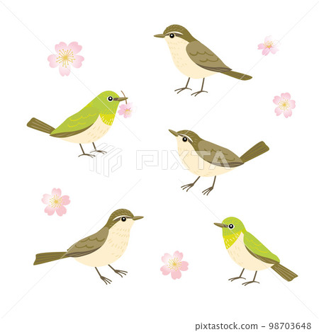 白眼鶯和鶯的手繪插圖集 98703648
