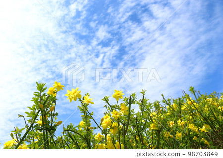 oubai blooms oubai blooms 98703849