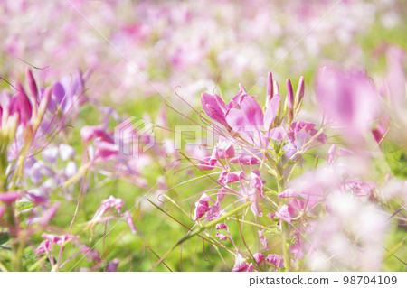spider flower or Cleome spinosa flower background. spider flower or Cleome spinosa flower background. 98704109