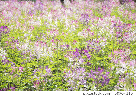 spider flower or Cleome spinosa flower background. 98704110