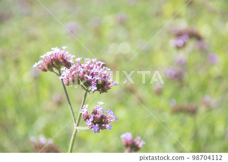 Defocused flowers for background. Defocused flowers for background. 98704112