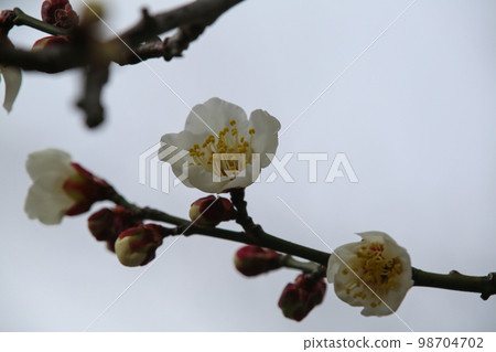 Koshoji Temple Plum Koshoji Temple Plum 98704702