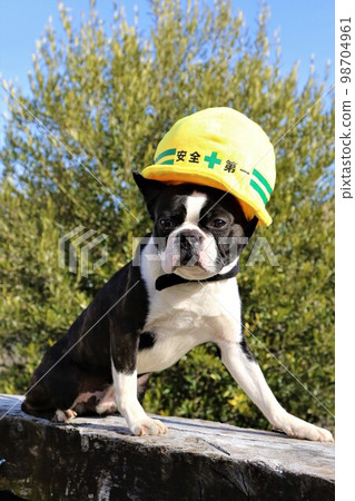 戴著安全帽的波士頓梗Mighty君,在藍天散步時騎在臥舖上的樣子很可愛♡ 戴著安全帽的波士頓梗Mighty君,在藍天散步時騎在臥舖上的樣子很可愛♡ 98704961