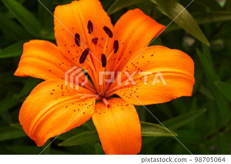 百合花，春天 98705064