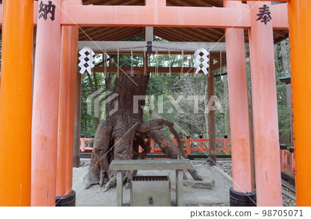 Neagari pine scenery_Fushimi Inari Taisha Shrine Neagari pine scenery_Fushimi Inari Taisha Shrine 98705071