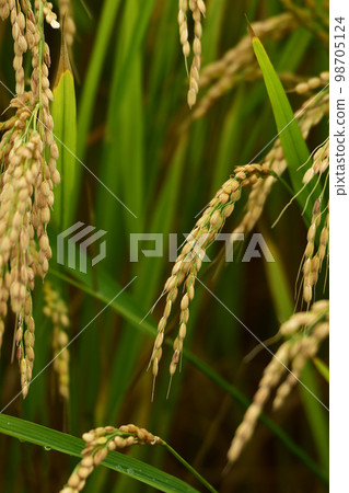 臨近收穫的稻穗 臨近收穫的稻穗 98705124