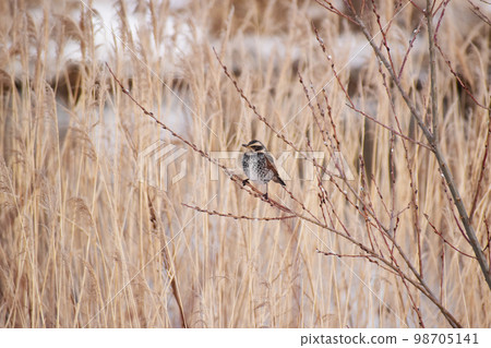 Winter thrush perched on a twig Winter thrush perched on a twig 98705141
