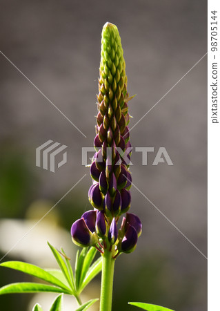 Lupines in bloom Lupines in bloom 98705144