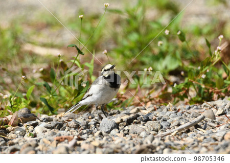 White wagtail and clover 98705346