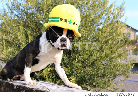 戴著安全帽的波士頓梗Mighty君，在藍天散步時騎在臥舖上的樣子很可愛♡ 98705678