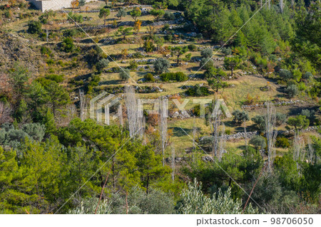 Terraced slope in a mountain village in autumn in Turkey 98706050