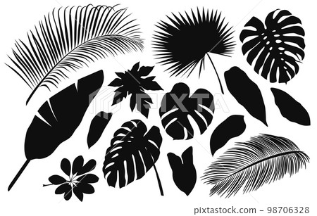 Palm leaf silhouette, jungle plant. Summer black and white frond, monstera and banana tree foliage, rainforest branches, exotic beach. Hawaii garden, natural botany. Vector isolated icons 98706328