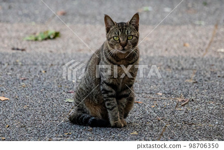 EOSR6. Hiroshima city, staring at cats. EOSR6. Hiroshima city, staring at cats. 98706350