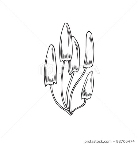 Forest fungus or mushrooms plants engraving vector illustration isolated. Forest fungus or mushrooms plants engraving vector illustration isolated. 98706474