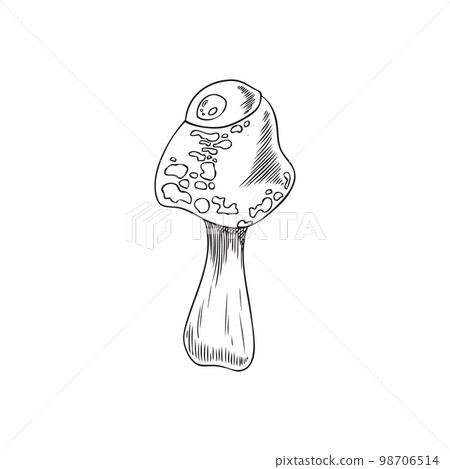 Poisonous fly agaric hallucinogenic fungus engraving vector isolated. Poisonous fly agaric hallucinogenic fungus engraving vector isolated. 98706514
