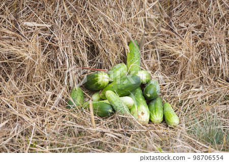 There are cucumbers on the straw. Rustic background with straw and vegetables harvest. 98706554