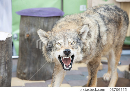 Stuffed wolf with grinning mouth.Mouth of a wolf. Stuffed wolf with grinning mouth.Mouth of a wolf. 98706555