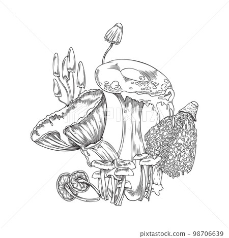 Forest toadstools and mushrooms plants engraving vector illustration isolated. 98706639