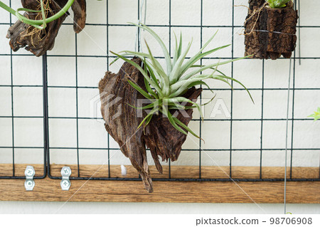 air plant decorated on woods 98706908