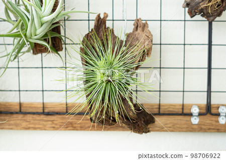 air plant decorated on woods 98706922