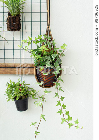 air plant decorated on woods 98706928