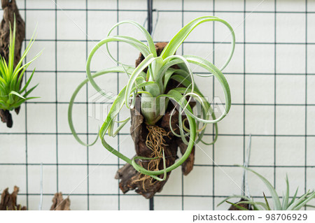 air plant decorated on woods 98706929