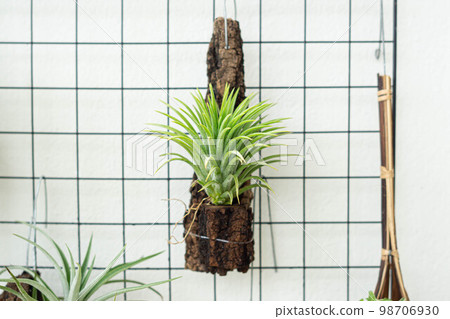 air plant decorated on woods 98706930