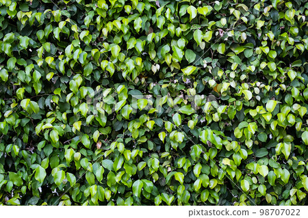 Evergreen hedge plants surface. Natural wall plants background. 98707022