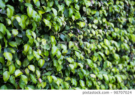 Evergreen hedge plants surface. Natural wall plants background. 98707024