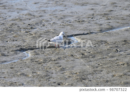 Black-headed gull in winter plumage Black-headed gull in winter plumage 98707322