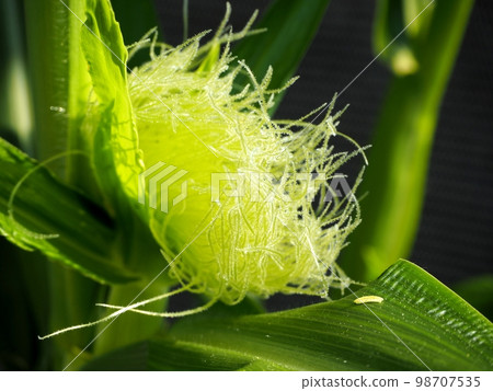 玉米女性花 98707535