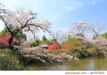 清水公園:盛開的櫻花和桃子(千葉縣野田市) 清水公園:盛開的櫻花和桃子(千葉縣野田市) 98707660