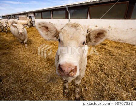 Charolais beef calves in a farm Charolais beef calves in a farm 98707827