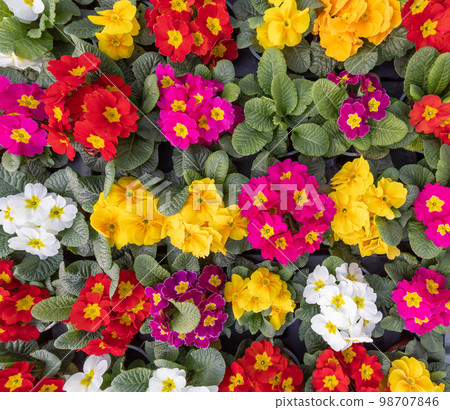 Multicolor garden primula flowers 98707846