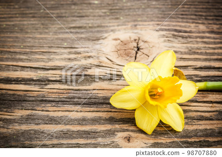Yellow daffodil 98707880