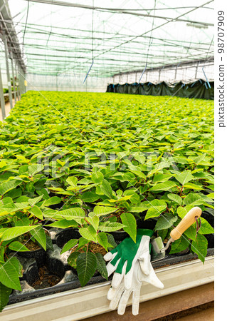 Field of green poinsettia Field of green poinsettia 98707909