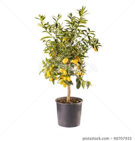 Kumquat or Citrus japonica plant 98707935